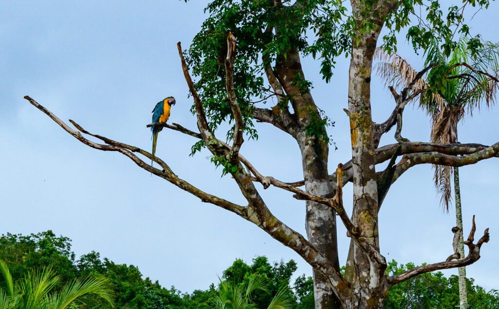 Brazilië, papegaai in Amazonegebied